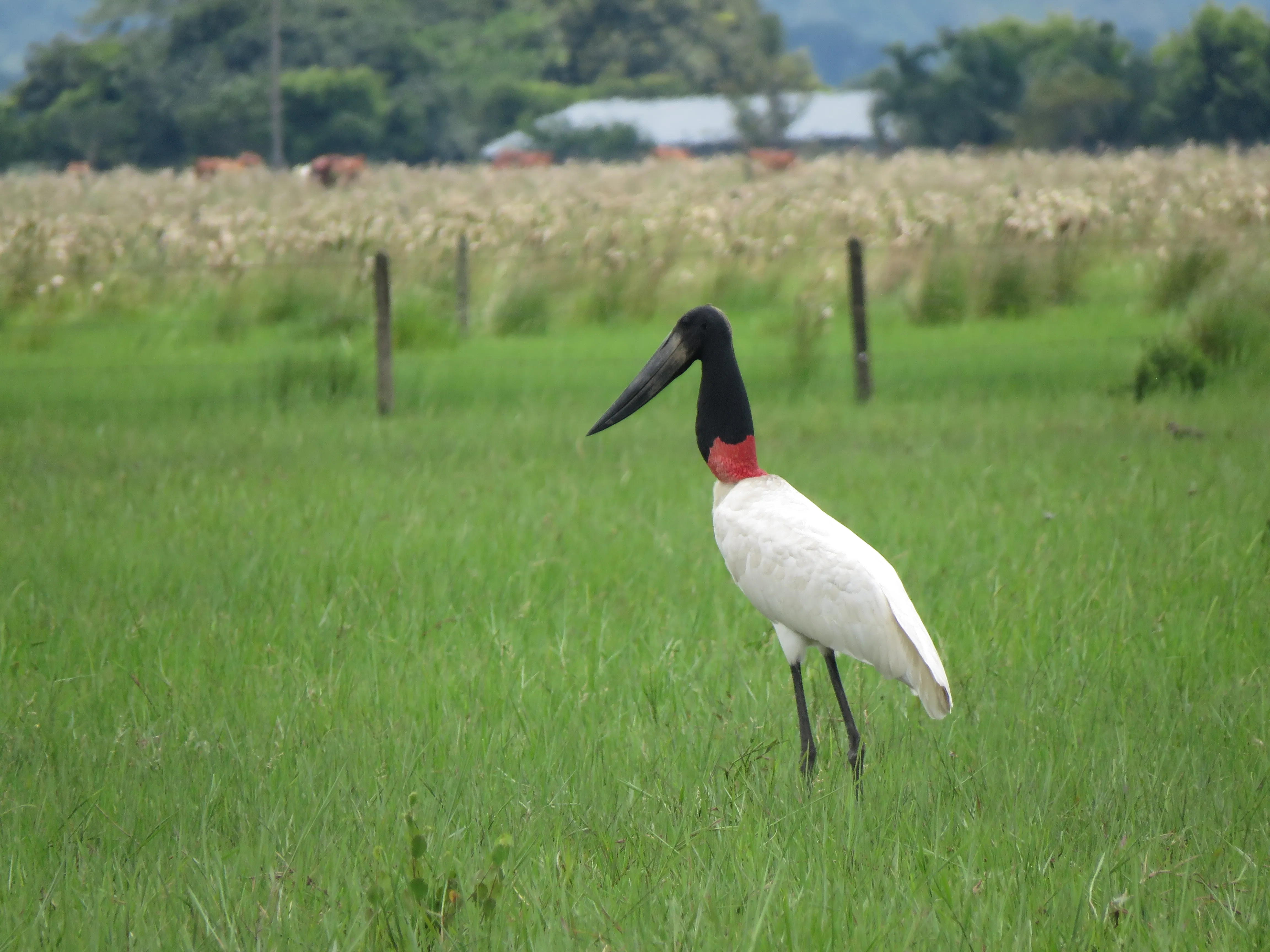 Birding_10.webp