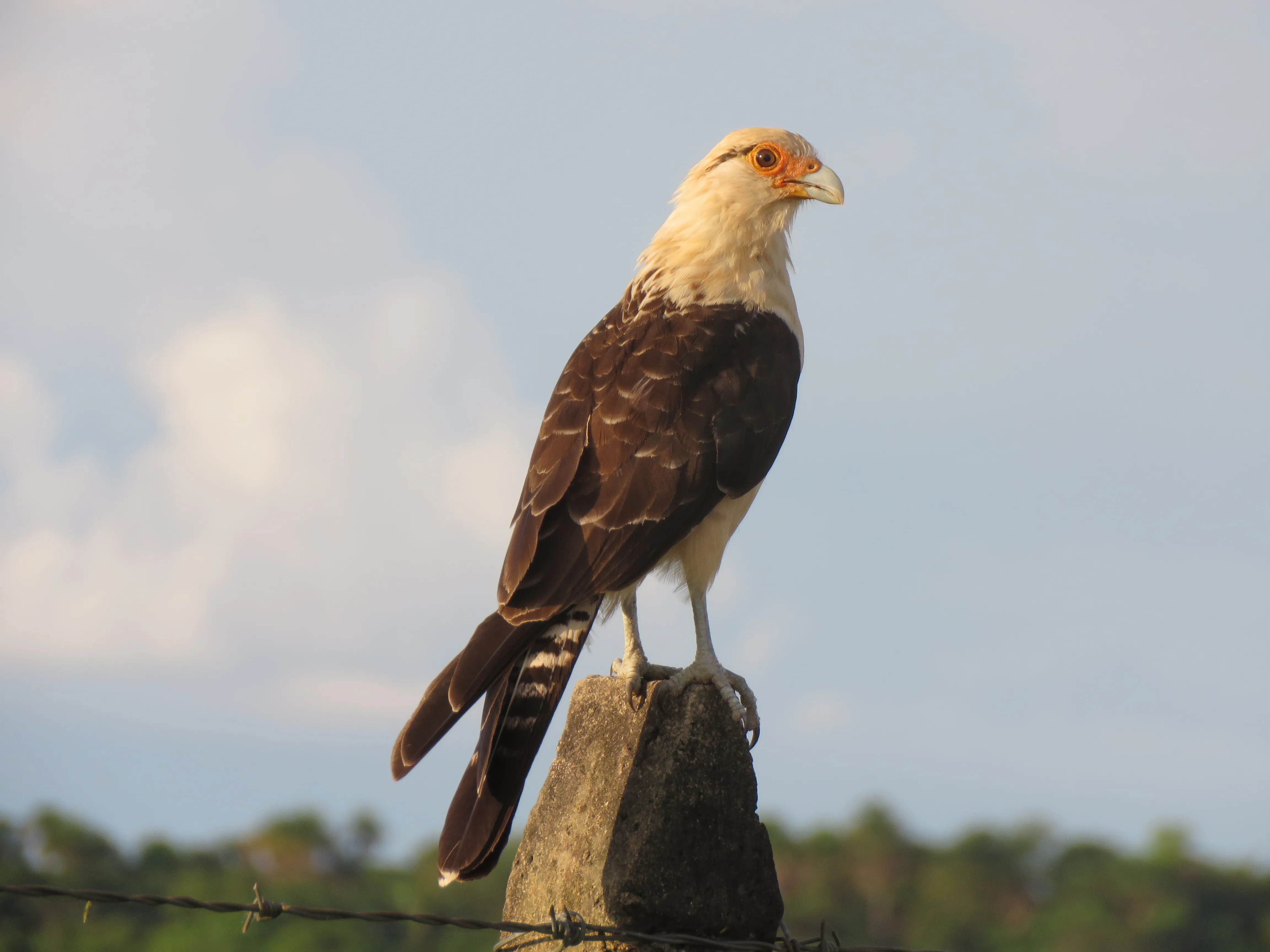 Birding_11.webp