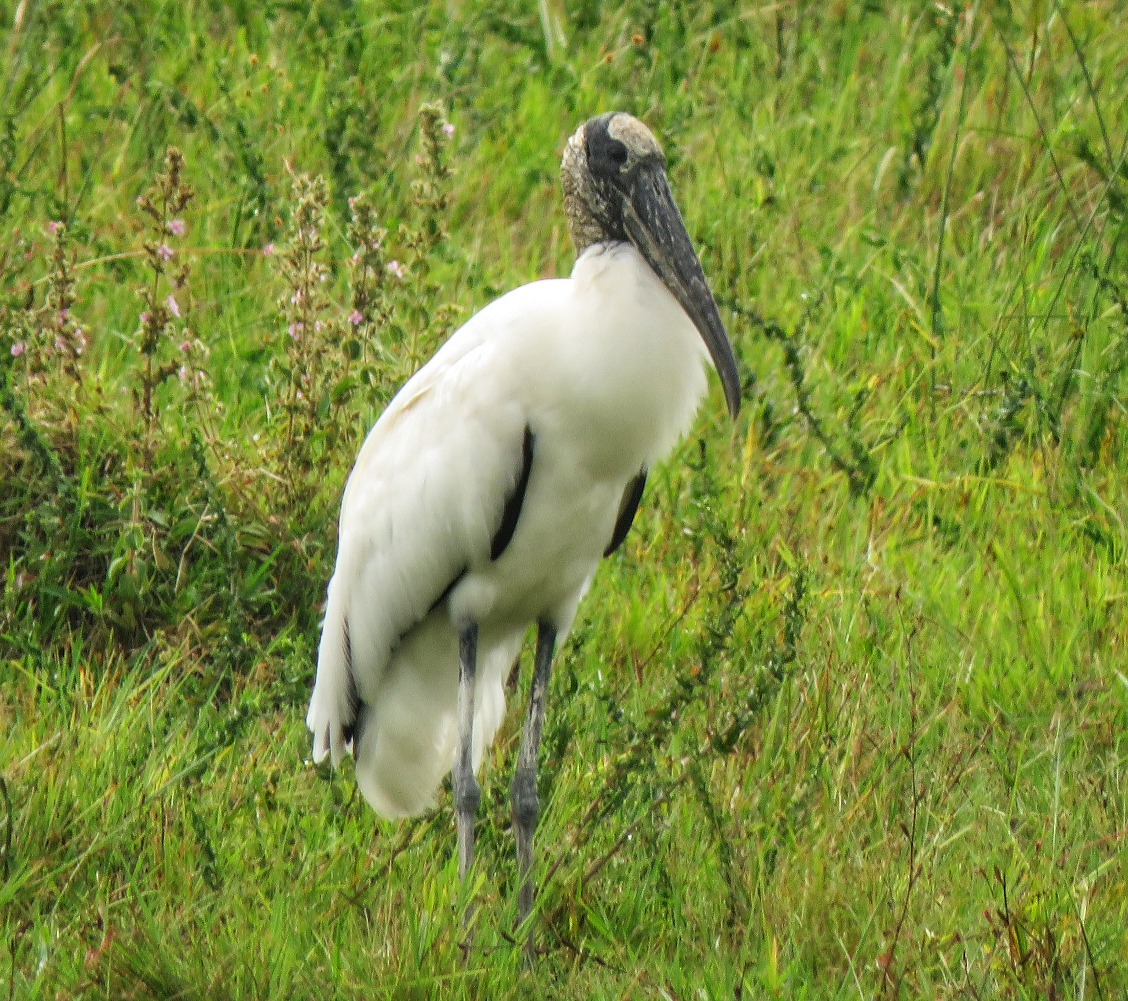 Birding_13.webp