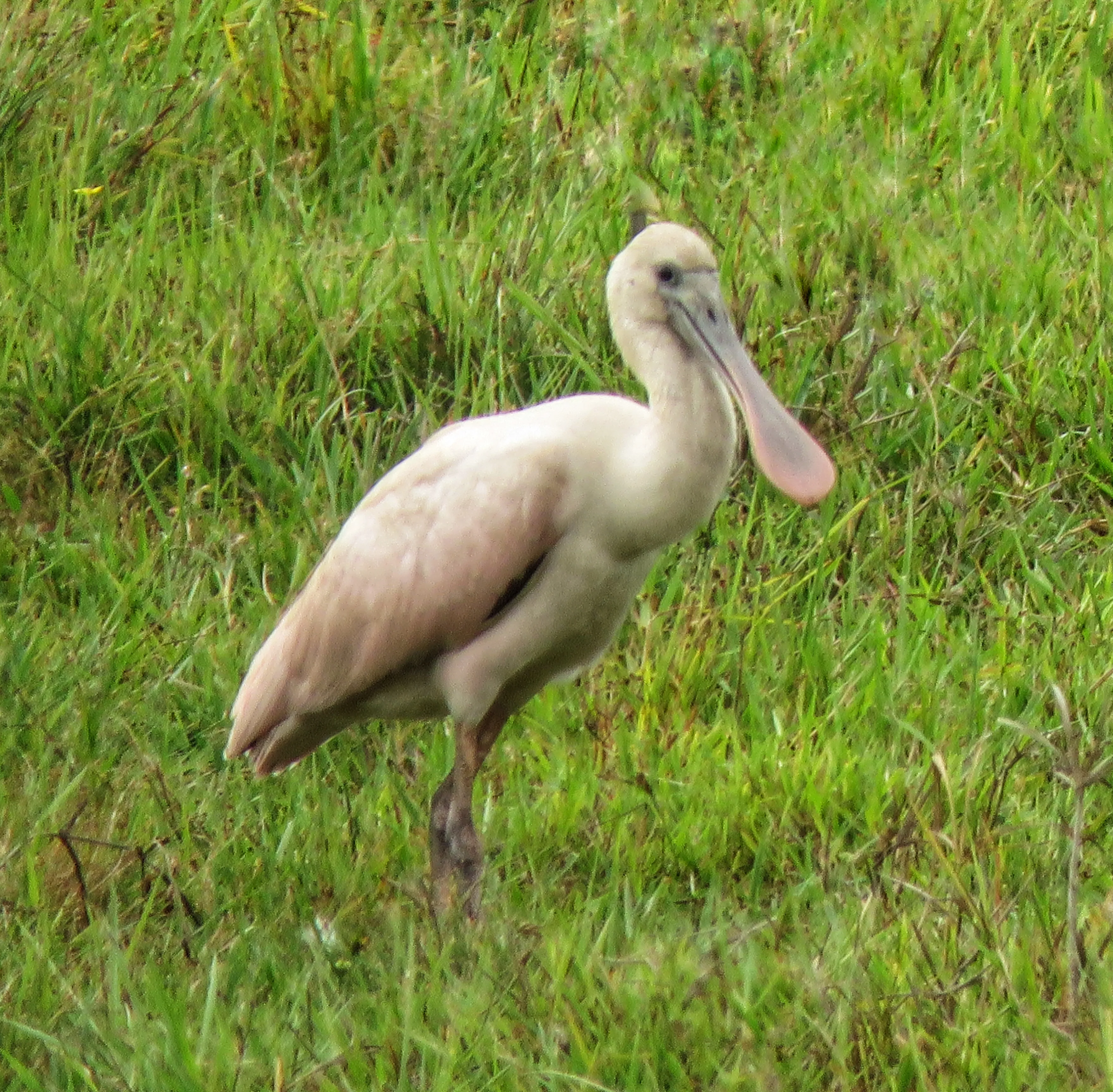 Birding_14.webp