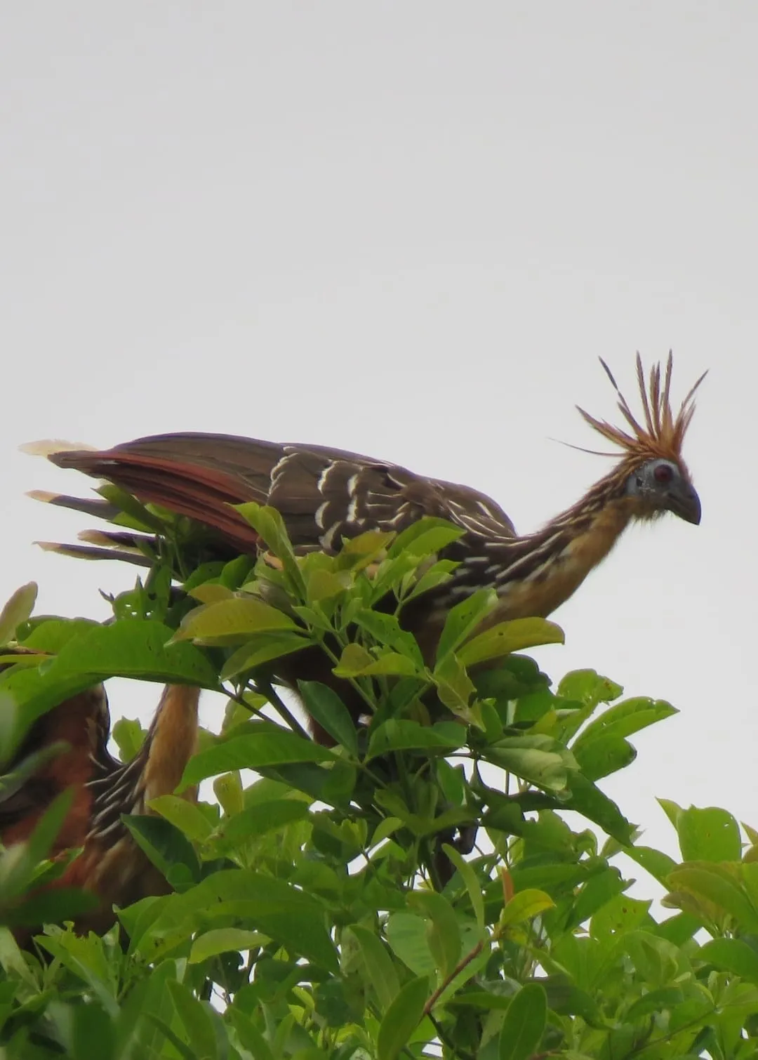 Birding_19.webp