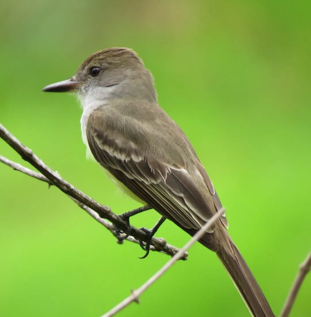 Birding_27.webp