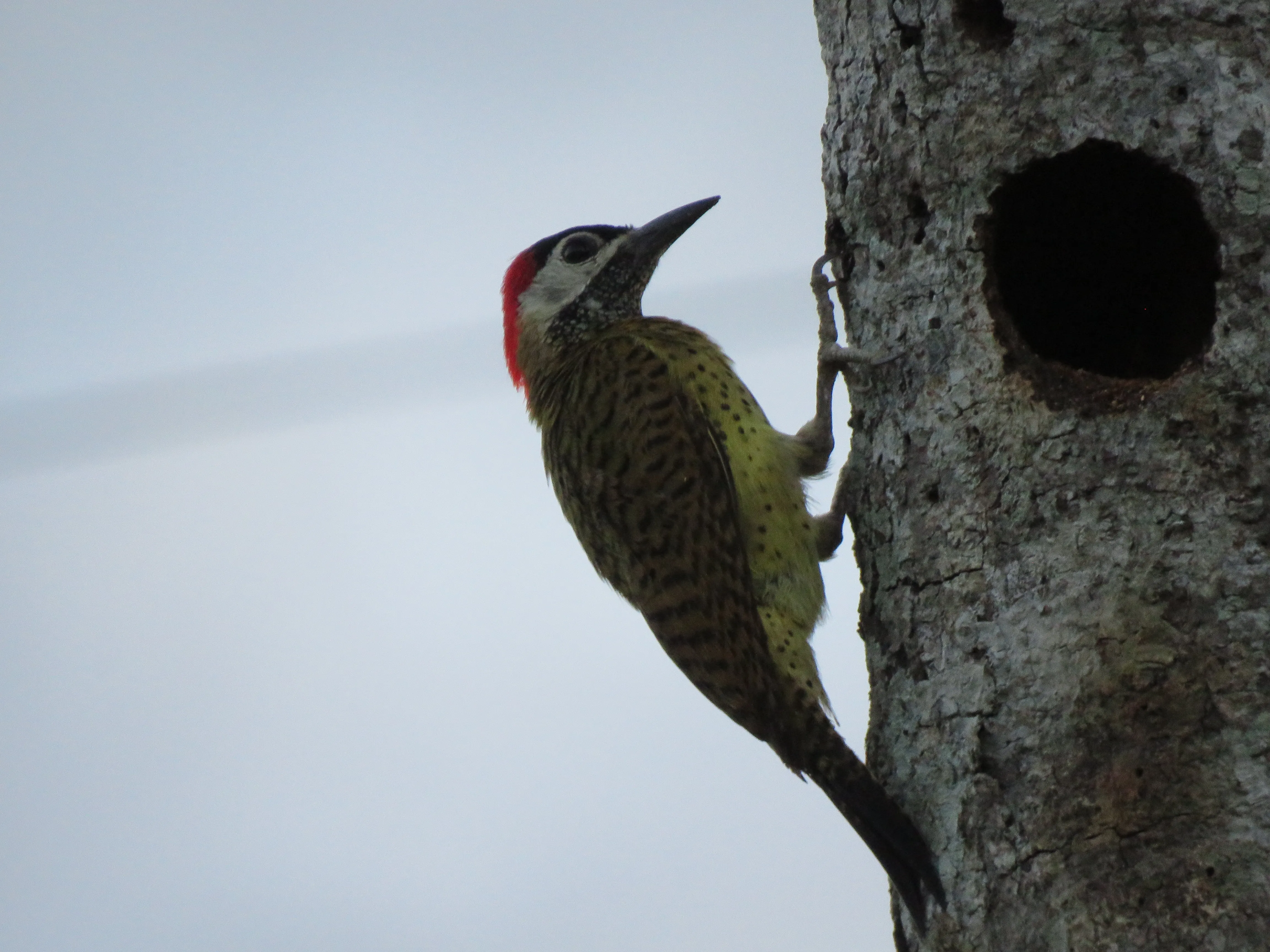 Birding_8.webp