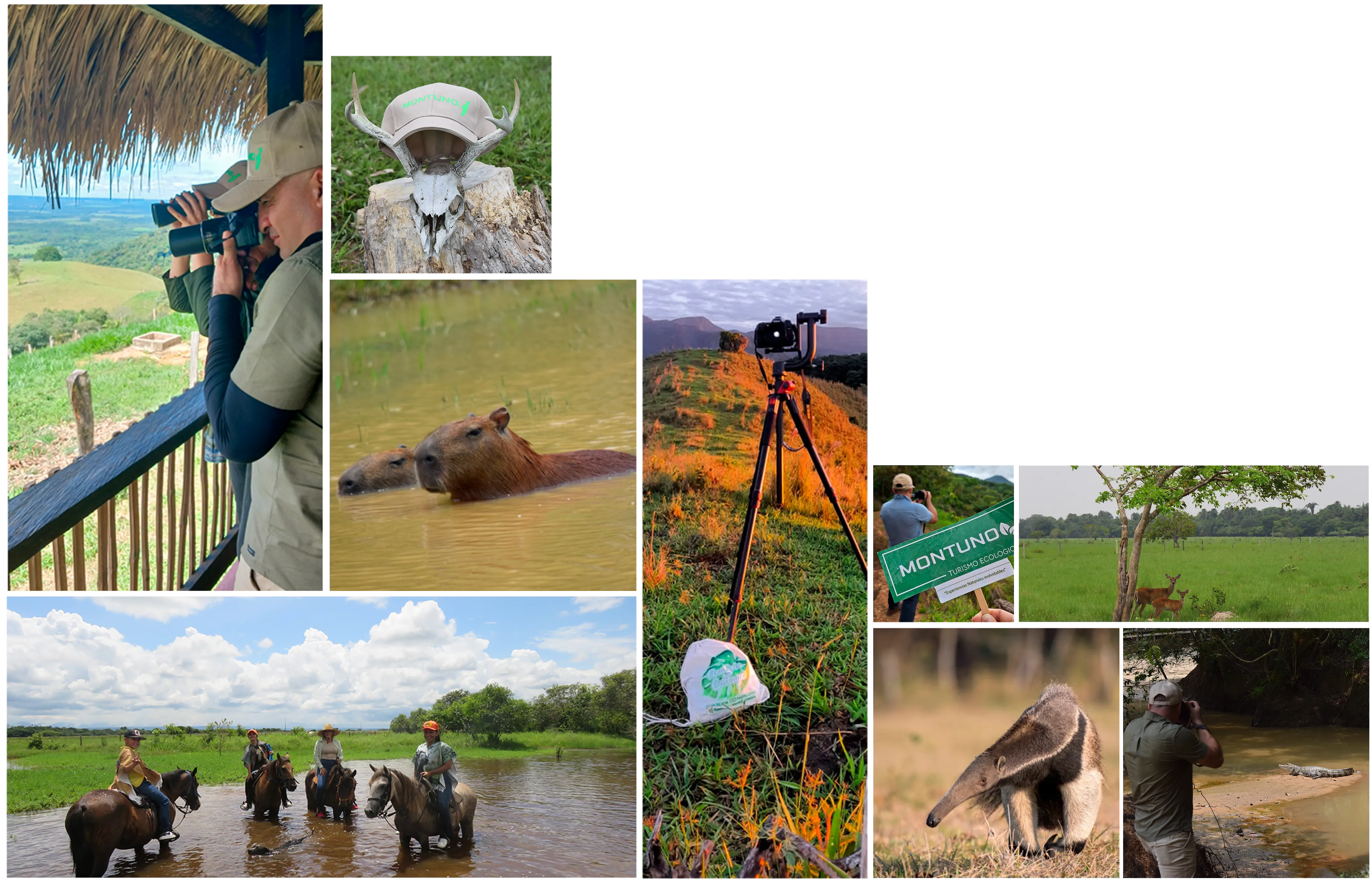 Es la imagen de inicio en la seccion de /safari-llanero/